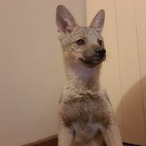 Jackle  pup