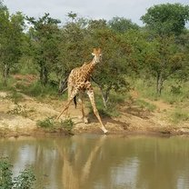 Giraffe 