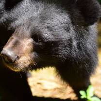 Moon Bears