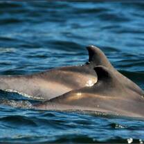 You will assist our cetacean biologist during dedicated boat-based surveys (4 per month) to collect sighting and photo-identification data. 