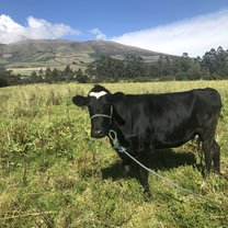 One of the cows we spent time with at Bee Farm Ecuador with a view of a mountain in the background.