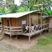 Banana farm