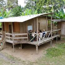 Banana farm