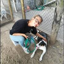 Once every two weeks volunteers may visit the Knysna Animal Welfare Services centre (KAWS) to assist with general maintenance of the facility and interact with cats and dogs. 
