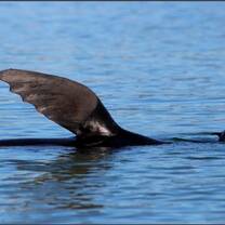 You will assist our biologists during dedicated boat-based surveys to record the presence, individual identity and behaviour of these seals. Using photo-ID techniques you will identify individuals with unique flipper scars