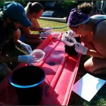 Our biologists collect monthly scats samples to update the current diet of Cape fur seals that haul out on Robberg Peninsula. You will assist them with routine processing of samples and preliminary identification of prey remains for future analyses. 
