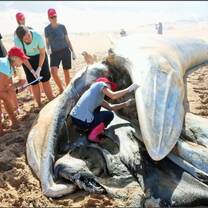 You will occasionally attend to dead whales, dolphins and seals ashore to assist biologists with scientific dissections and the collection of samples for research. 