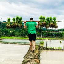 Tending to local rice paddies