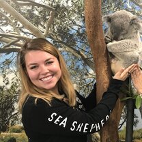 Koala Koala