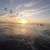 An evening on the beach releasing baby sea turtles