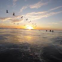 An evening on the beach releasing baby sea turtles