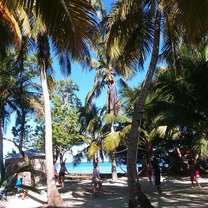Sun lightly filters through the palm leaves where people play volleyball. 