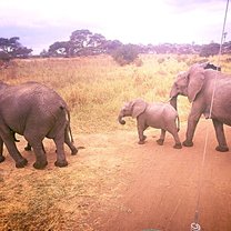 Safari
