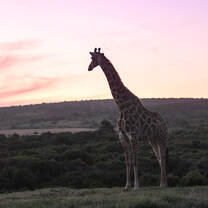 Giraffe in sunset