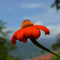 Costa Rica flower