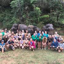 Thai Elephants