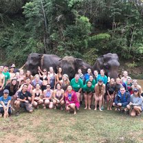 Thai Elephants