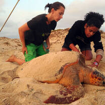 Loggerhead normally nest during the night, but sometimes we find them during the day. Here our coordinator is training how to PIT tag a turtles to an internship.
