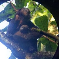 Howler monkeys