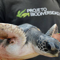 A juvenile green turtle found entangled in ghost fishing nets, was rescued, treated and released again to the ocean