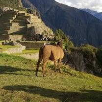 Llamas