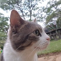 Gandalf, master cat