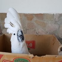 Casper, funniest cockatoo