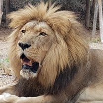 Stop everything and admire Ben majestic lion