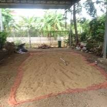 Small organic rice harvest