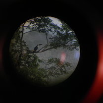 White-throated toucan photographed from a 100+ foot canopy tower in the Amazon.