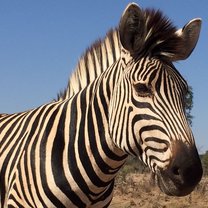 Zebras!!!