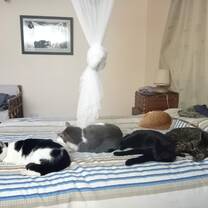 Animals rule at Twala!