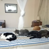 Animals rule at Twala!