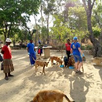 Weekly dog clinic - feeding local dogs and providing free vet care