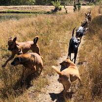 Daily dog walk