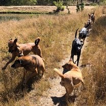 Daily dog walk