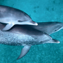 Bahamas: Dolphin Volunteer Research Program