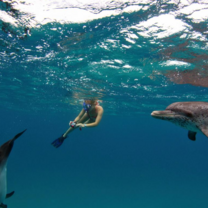 Bahamas: Dolphin Volunteer Research Program