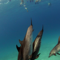 Bahamas: Dolphin Volunteer Research Program