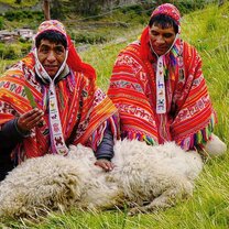 Showing us how to shear an alpaca during a traditional ceremony.