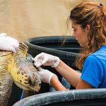 Volunteer in Greece with Archelon Group
