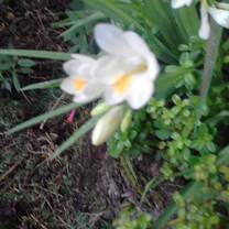 Psychotropic Plants Diploma Alquimia