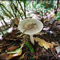 Psychotropic Plants Diploma Alquimia