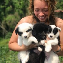puppies