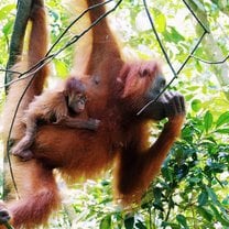Orangutans in Sumatra 