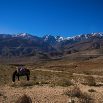 picture of horse with blue sky