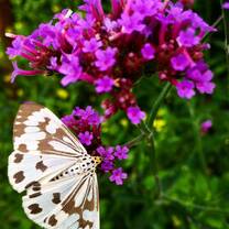 Beautiful butterfly 