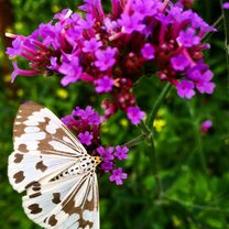 Beautiful butterfly 