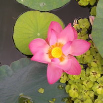 Phnom Penh Museum Lotus Freshly Bloomed