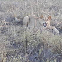 Lion cup spotted